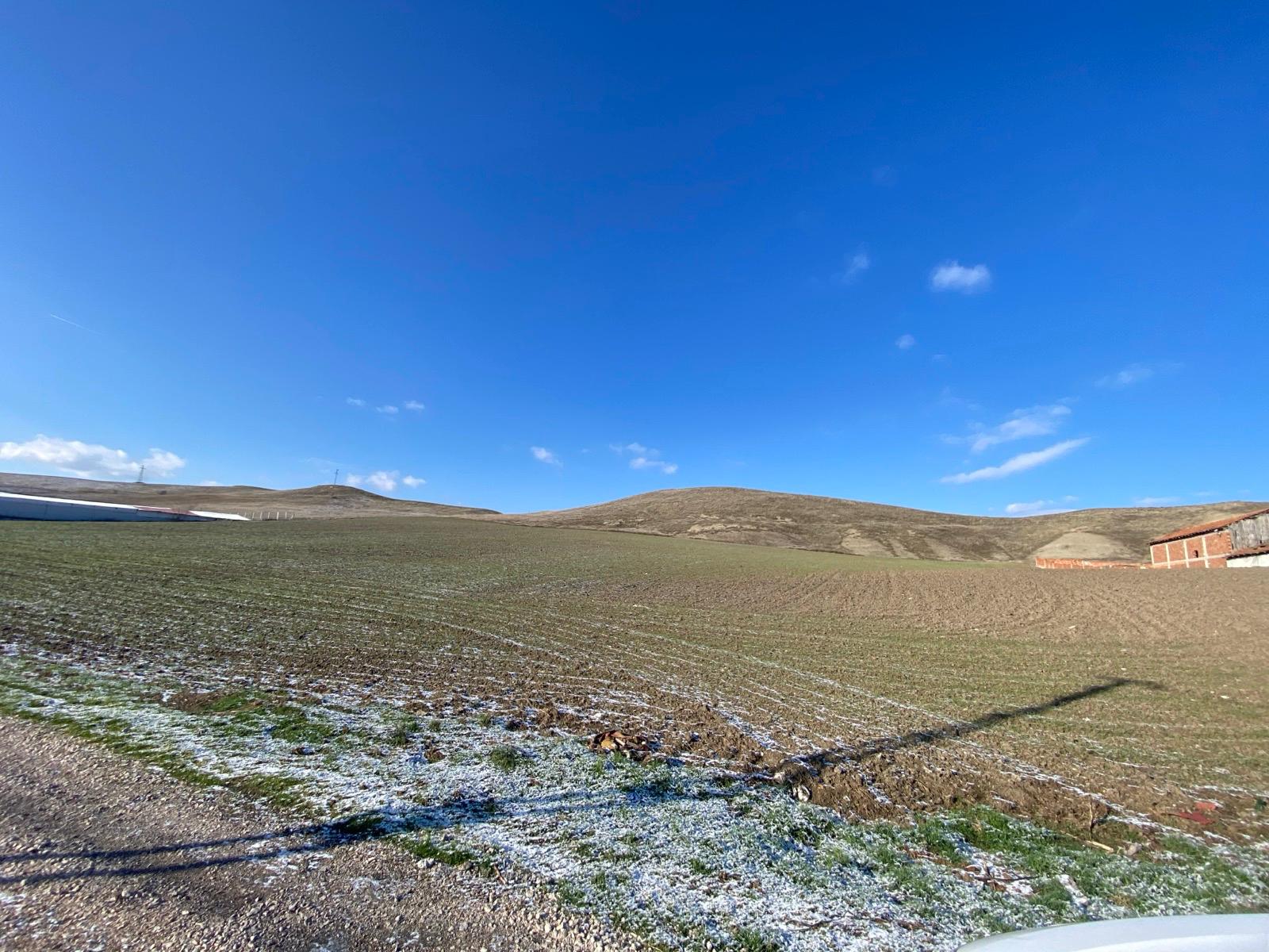 MABEL'DEN KAÇIRILMAYACAK TARLA